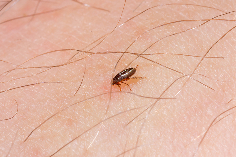 Flea Pest Control in Blackburn Lancashire