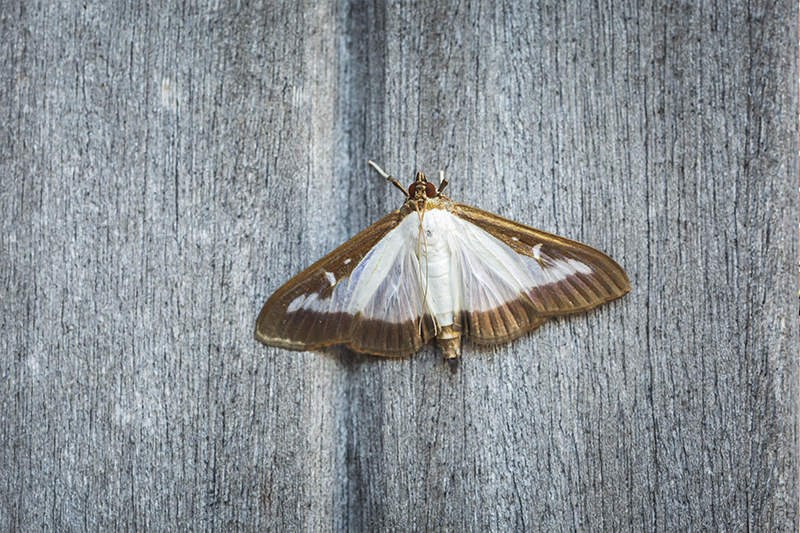Moth Pest Control in Blackburn Lancashire